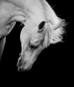 Cuadros de Lienzos Canvas Decorativos de Caballos, Animales, fauna en Blanco y Negro para hogar. White Horse