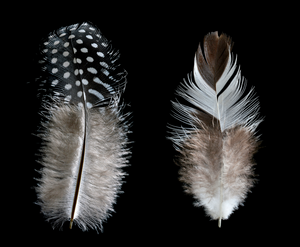 Plumas