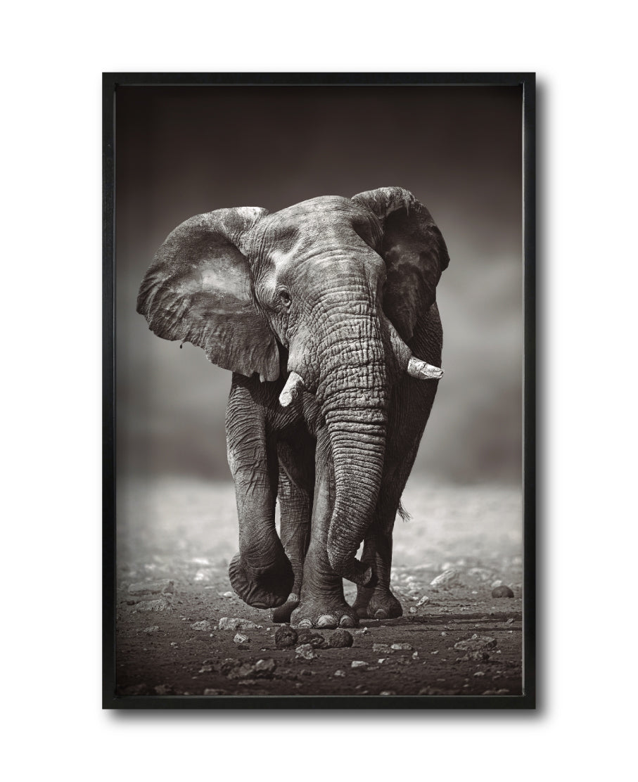 Cuadro Decorativo Fauna 001 - Elefante