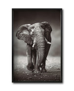Cargar imagen en el visor de la galería, Cuadro Decorativo Fauna 001 - Elefante
