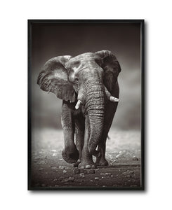 Cuadro Decorativo Fauna 001 - Elefante