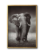 Cargar imagen en el visor de la galería, Cuadro Decorativo Fauna 001 - Elefante
