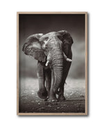 Cargar imagen en el visor de la galería, Cuadro Decorativo Fauna 001 - Elefante

