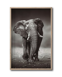 Cuadro Decorativo Fauna 001 - Elefante