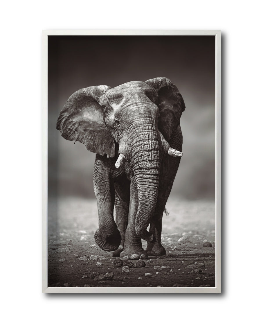 Cuadro Decorativo Fauna 001 - Elefante