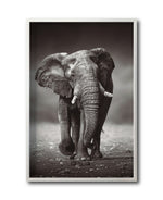 Cargar imagen en el visor de la galería, Cuadro Decorativo Fauna 001 - Elefante
