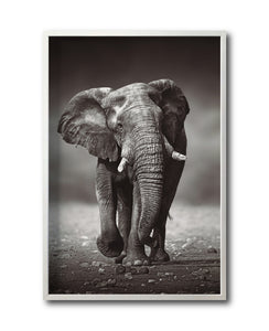 Cuadro Decorativo Fauna 001 - Elefante