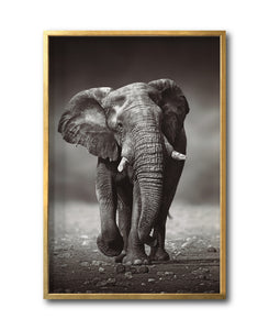 Cuadro Decorativo Fauna 001 - Elefante