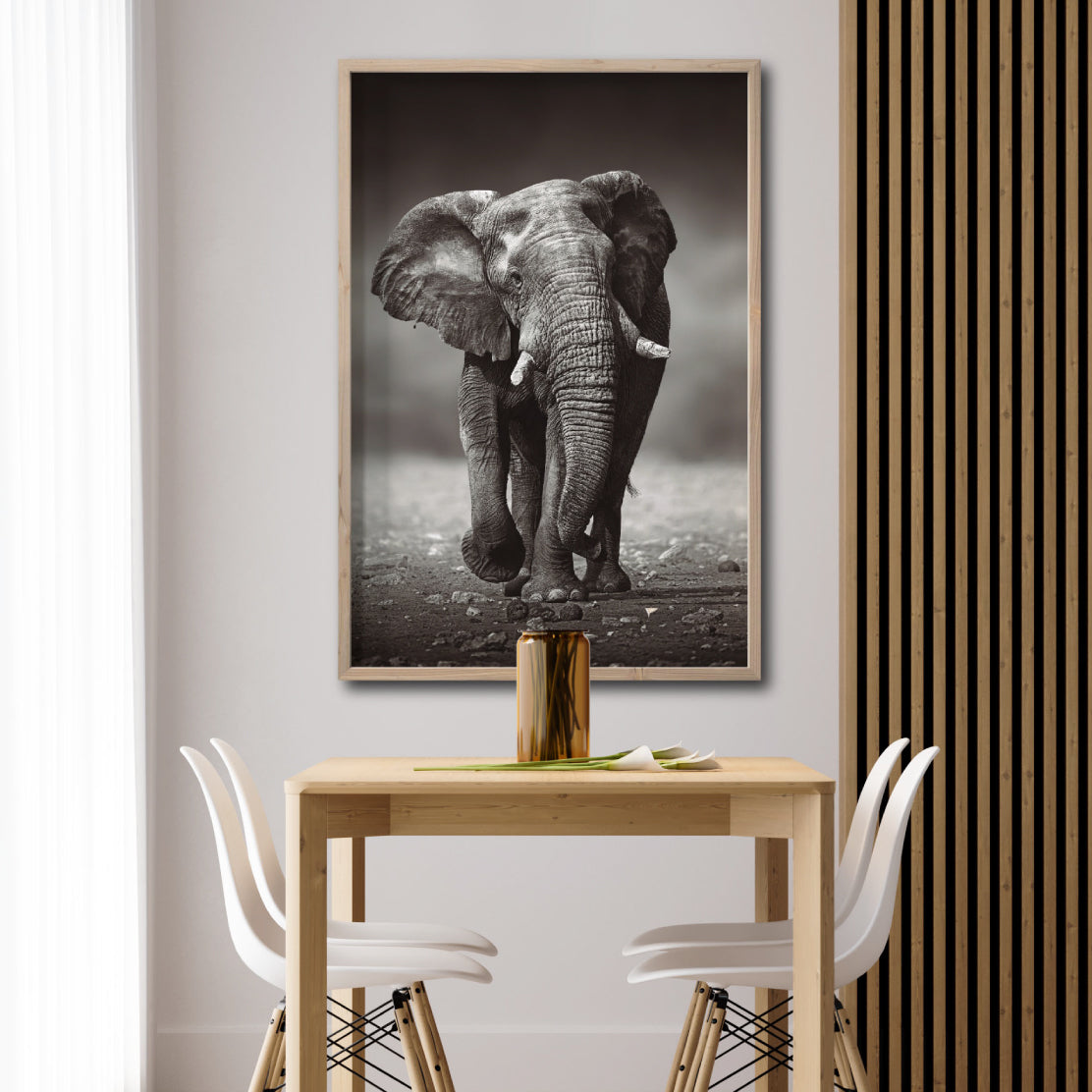 Cuadro Decorativo Fauna 001 - Elefante