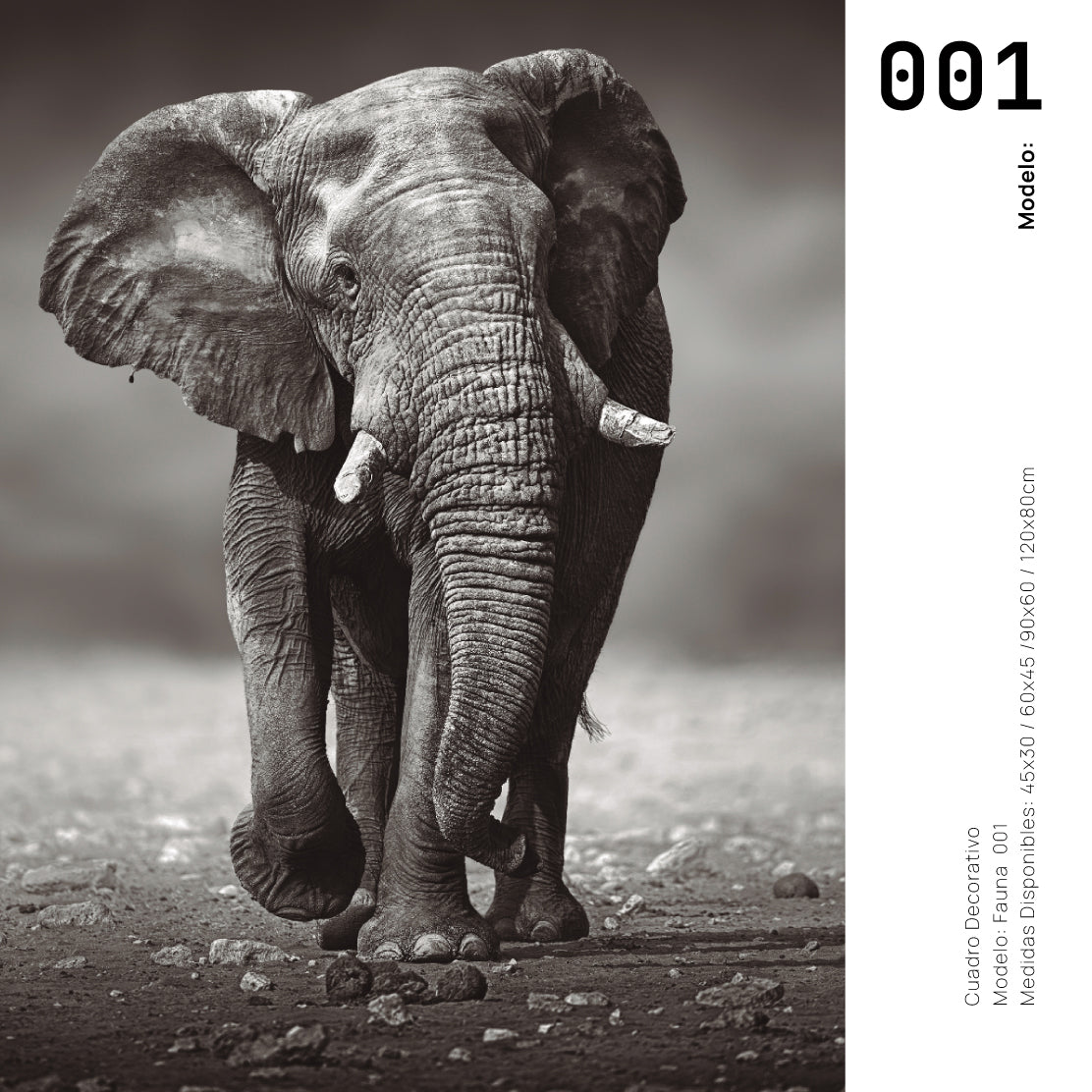 Cuadro Decorativo Fauna 001 - Elefante