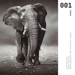 Cargar imagen en el visor de la galería, Cuadro Decorativo Fauna 001 - Elefante

