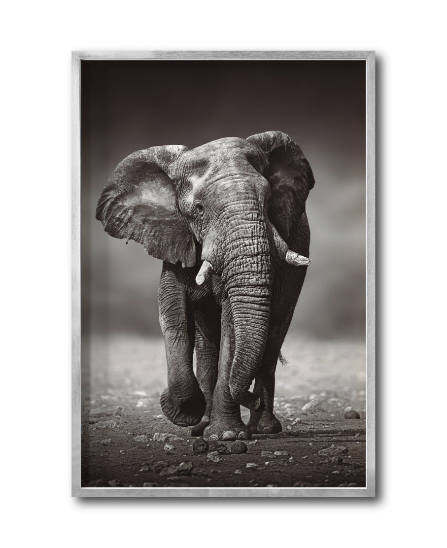 Cuadro Decorativo Fauna 001 - Elefante