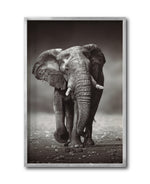 Cargar imagen en el visor de la galería, Cuadro Decorativo Fauna 001 - Elefante

