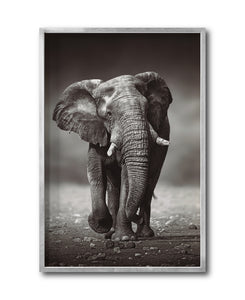 Cuadro Decorativo Fauna 001 - Elefante
