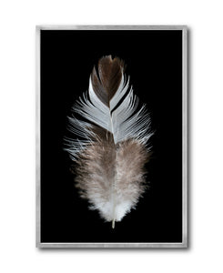 Cuadro Decorativo Plumas 001 B