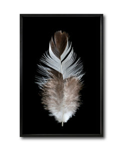 Cuadro Decorativo Plumas 001 B