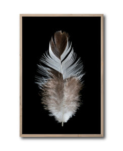 Cuadro Decorativo Plumas 001 B