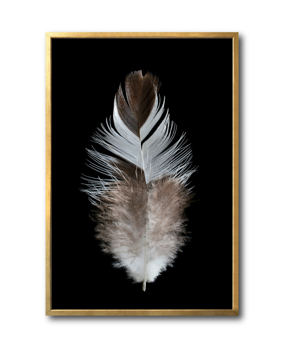 Cuadro Decorativo Plumas 001 B