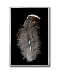 Cuadro Decorativo Plumas 001 C