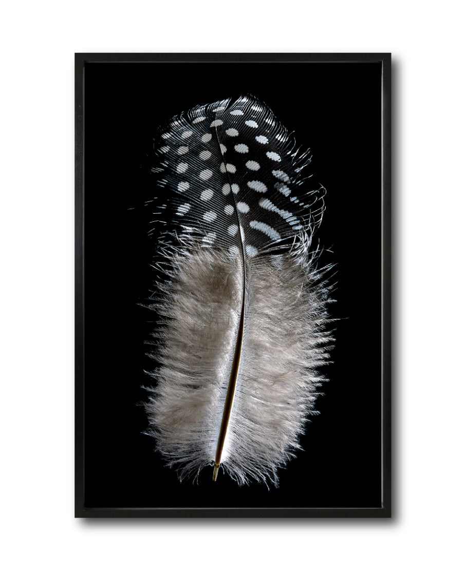 Cuadro Decorativo Plumas 001 A