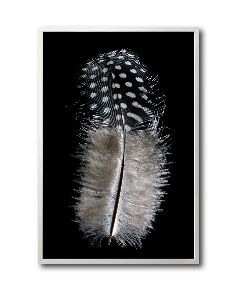 Cuadro Decorativo Plumas 001 A