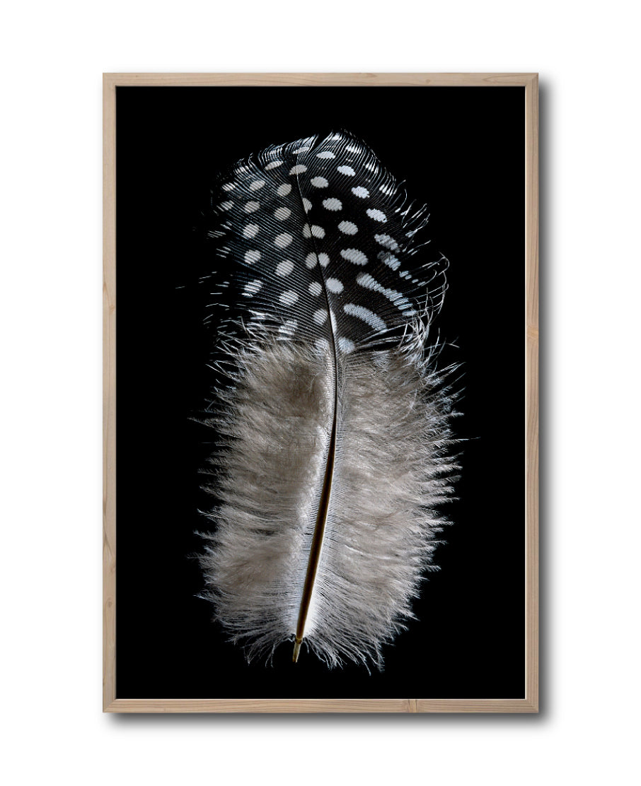 Cuadro Decorativo Plumas 001 A