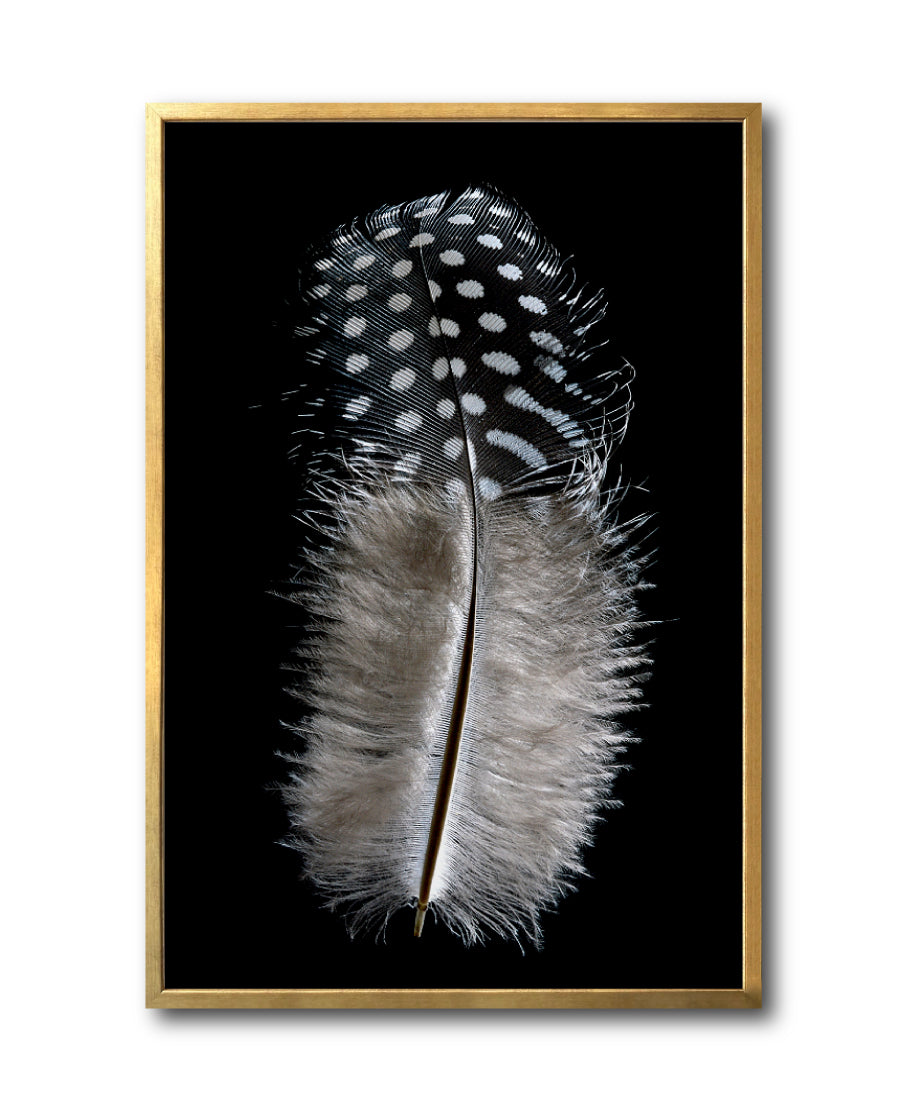 Cuadro Decorativo Plumas 001 A