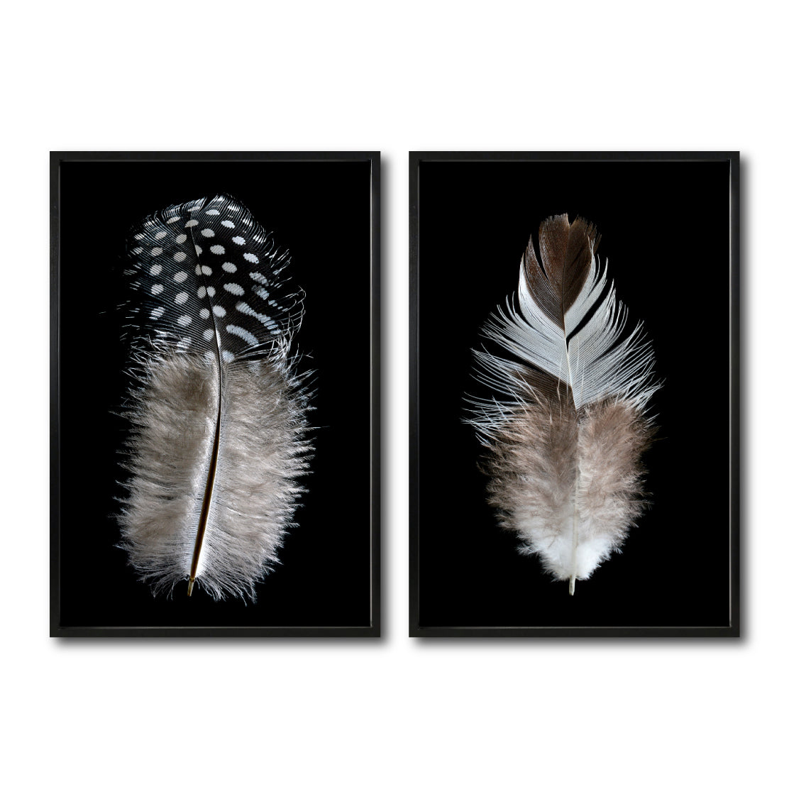 Set Cuadros Decorativos  Plumas 001 A Y B