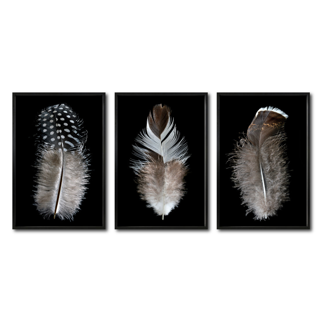 Set Cuadros Decorativos Plumas 001 ABC