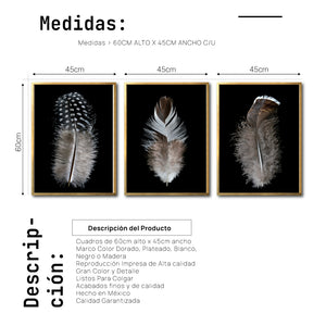 Set Cuadros Decorativos Plumas 001 ABC