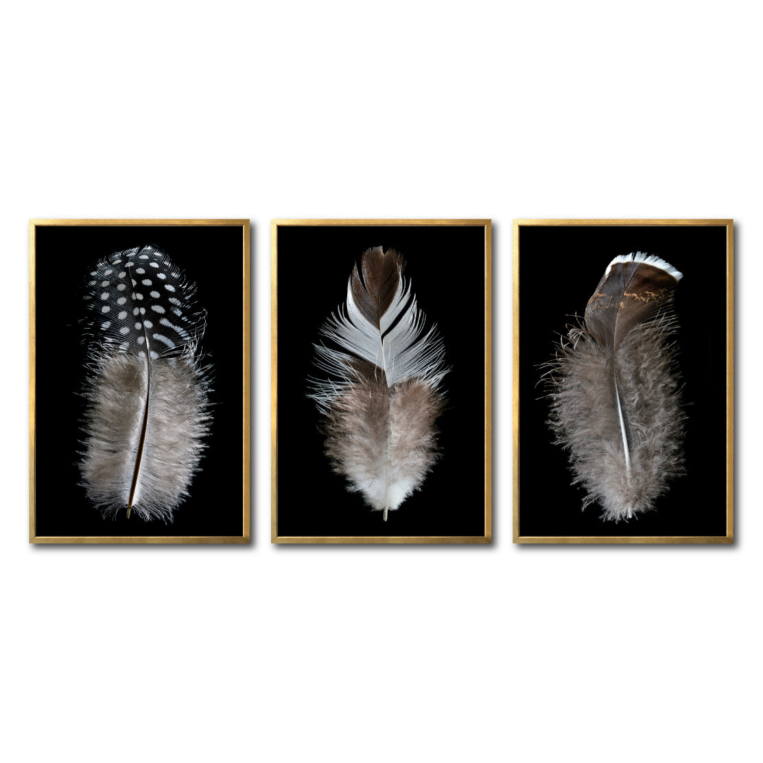 Set Cuadros Decorativos Plumas 001 ABC