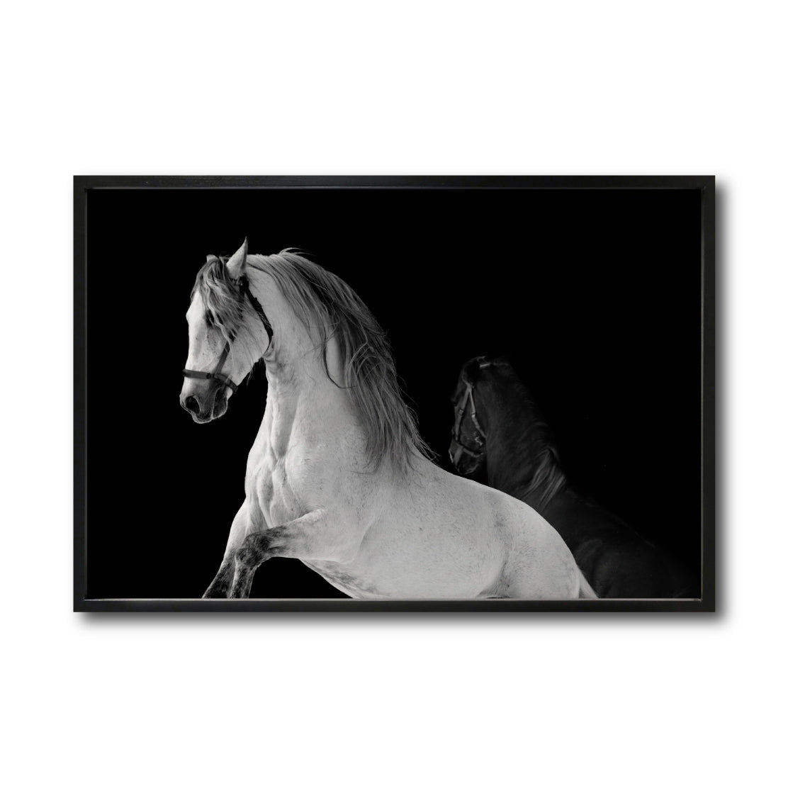 Cuadro Decorativo Caballos 002