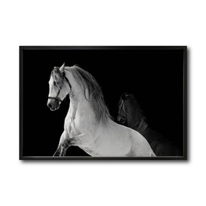 Cuadro Decorativo Caballos 002