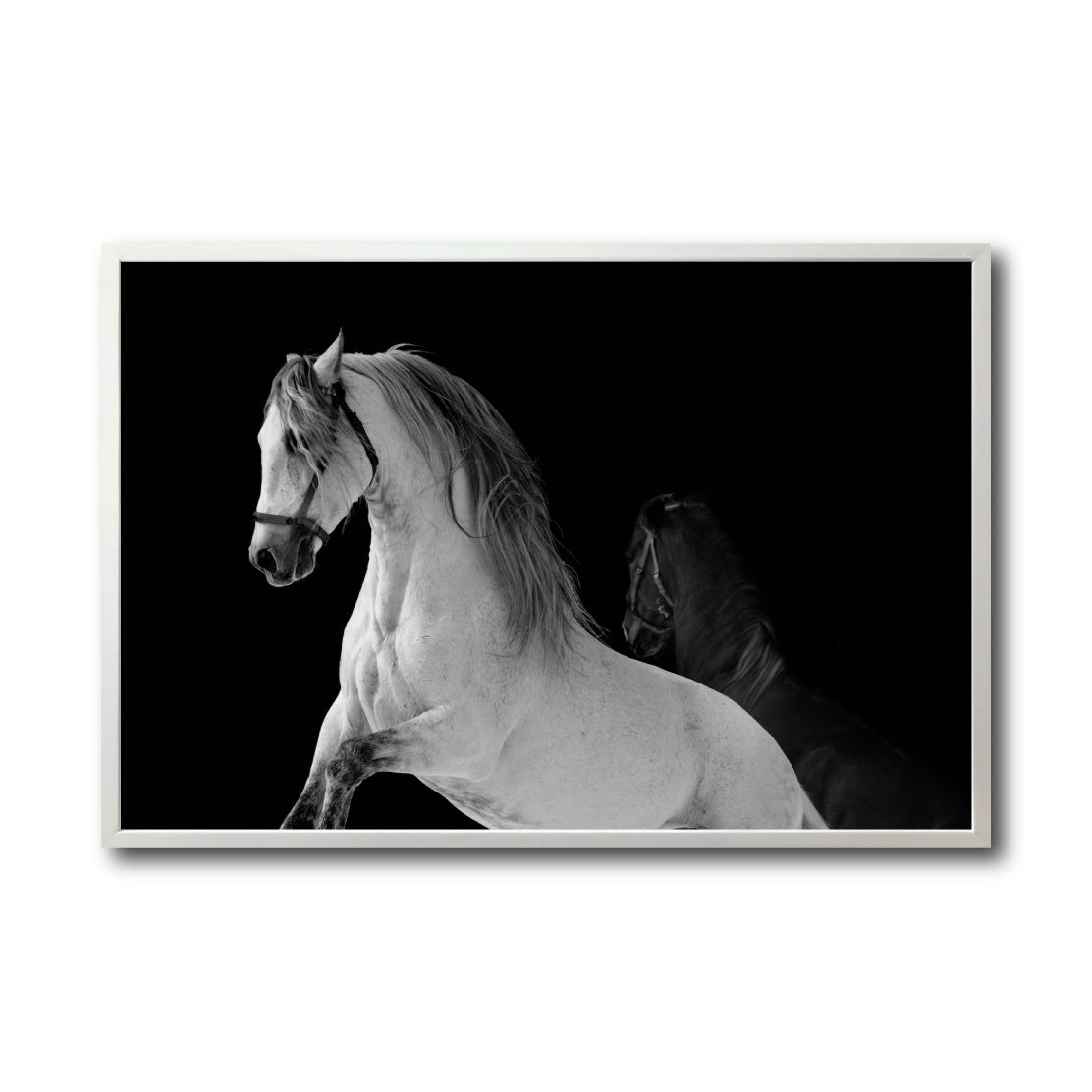 Cuadro Decorativo Caballos 002