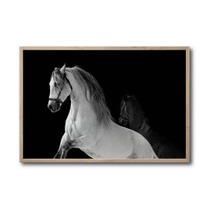 Cuadro Decorativo Caballos 002