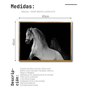Cuadro Decorativo Caballos 002