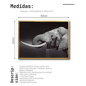 Cuadro Decorativo Fauna 003 -  Elefante Blanco y Negro