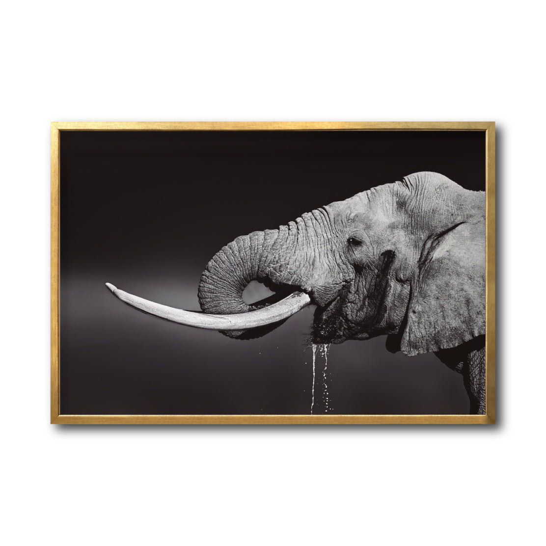 Cuadro Decorativo Fauna 003 -  Elefante Blanco y Negro
