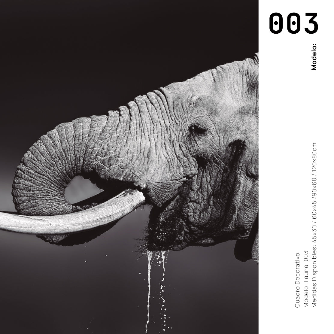 Cuadro Decorativo Fauna 003 -  Elefante Blanco y Negro