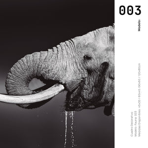 Cuadro Decorativo Fauna 003 -  Elefante Blanco y Negro
