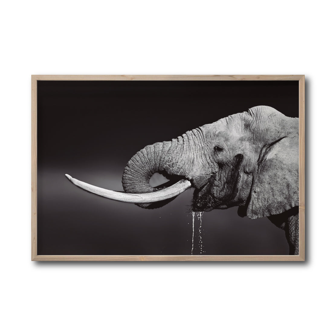 Cuadro Decorativo Fauna 003 -  Elefante Blanco y Negro