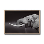 Cargar imagen en el visor de la galería, Cuadro Decorativo Fauna 003 -  Elefante Blanco y Negro
