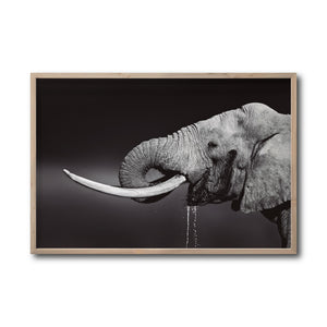Cuadro Decorativo Fauna 003 -  Elefante Blanco y Negro