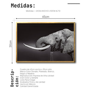 Cuadro Decorativo Fauna 003 -  Elefante Blanco y Negro