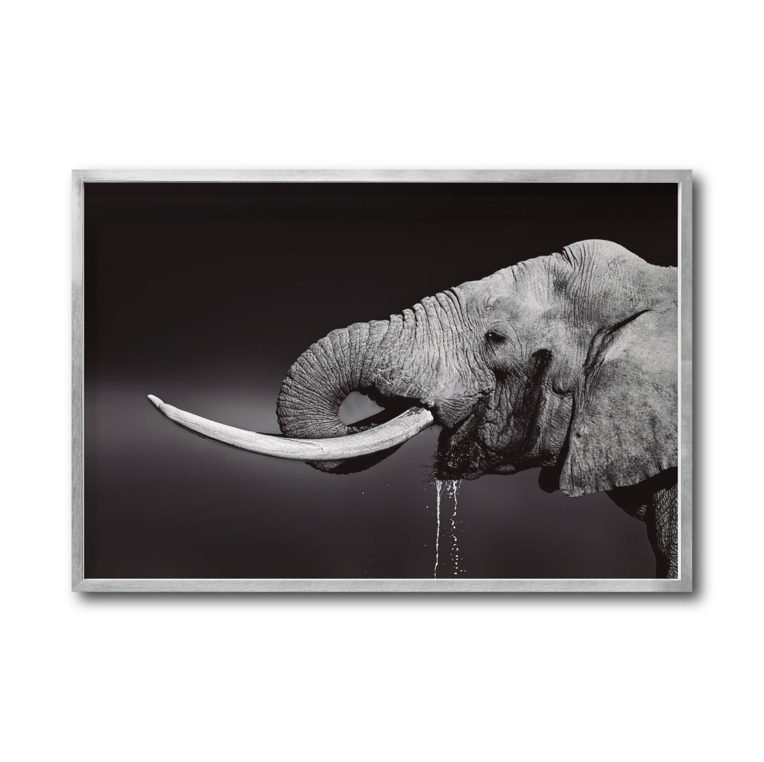 Cuadro Decorativo Fauna 003 -  Elefante Blanco y Negro