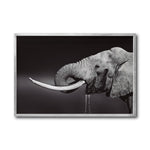 Cargar imagen en el visor de la galería, Cuadro Decorativo Fauna 003 -  Elefante Blanco y Negro
