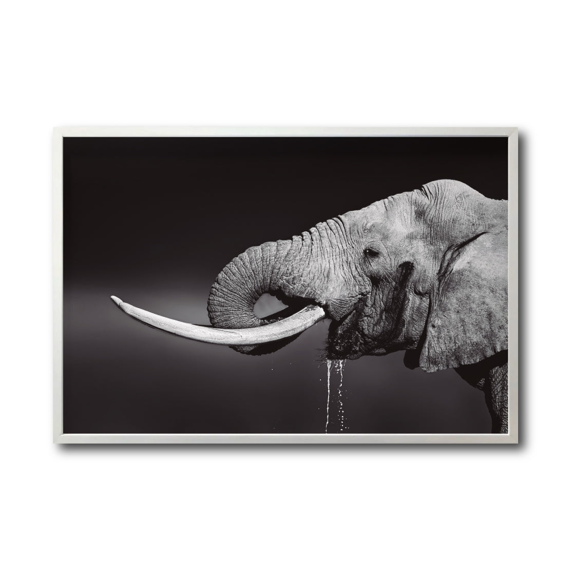 Cuadro Decorativo Fauna 003 -  Elefante Blanco y Negro