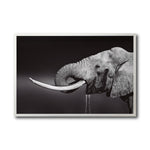 Cargar imagen en el visor de la galería, Cuadro Decorativo Fauna 003 -  Elefante Blanco y Negro
