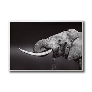 Cuadro Decorativo Fauna 003 -  Elefante Blanco y Negro