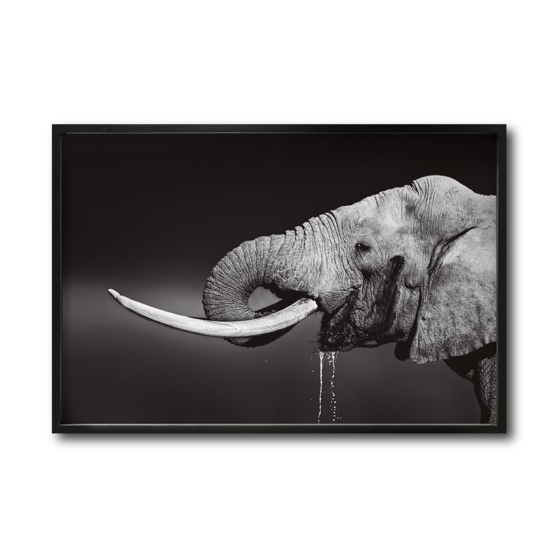Cuadro Decorativo Fauna 003 -  Elefante Blanco y Negro